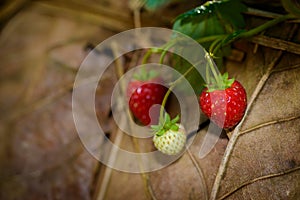 Rows of strawberries in a strawberry farm