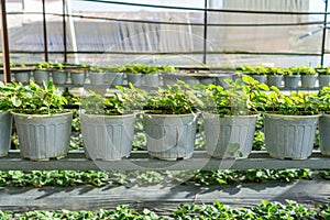 Rows of strawberry plant growing inside greenhouse farm plantation