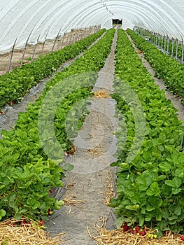 Rows of strawberry plants protected by greenhouse structures