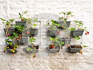 Rows of strawberry plants in a vertical garden hanging on a wall