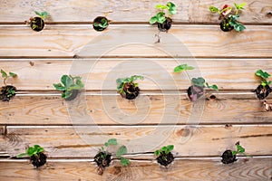 Rows of strawberry in a vertical gardenon wooden wall in a summer garden