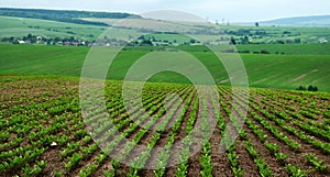 Rows in sugar beet a field, hills landscape with cloudy sky on background.