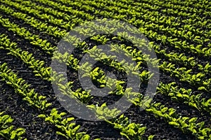 Rows of sugar beet field with leafs of young plants on fertile soil. Beetroots growing on agricultural field. The