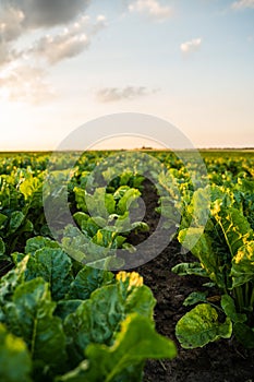 Rows of sugar beet field with leafs of young plants on fertile soil. Beetroots growing on agricultural field. The