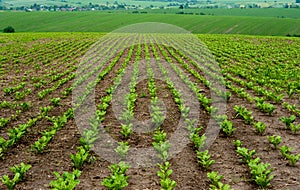 Rows of sugar beet leaves and hills in a field , focus on the leaves and soil with straw