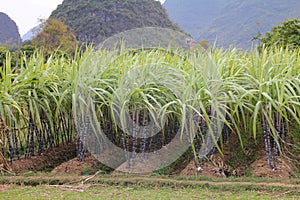 Rows of sugar cane