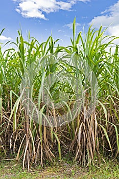 Rows of sugarcane in the field