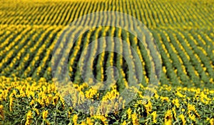 Rows of sunflowers on the field. Agriculture landscape.