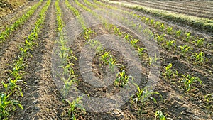 Rows of sunlit young corn plants on a field