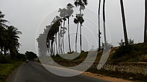 Rows of tall trees