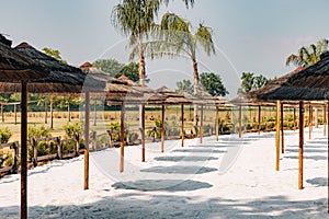 Rows of thatch umbrellas in the park.