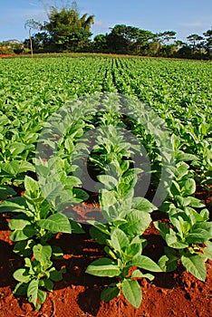 Rows of Tobacco plantation in Vinales, Cuba