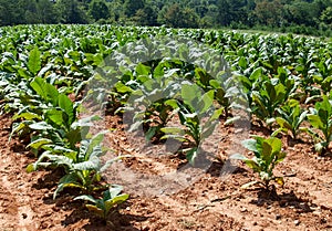 Rows of Tobacco Plants in Stokes County, North Carolina