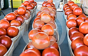 Rows of tomato baskets at outdoor farmer's market