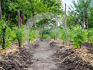 Rows of tomato bushes tied to pegs and straw mulched