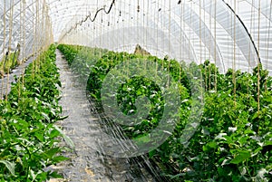 Rows of tomato plants in a greenhouse