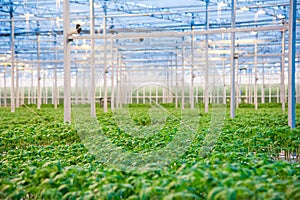 Rows of tomato plants growing inside big industrial greenhouse