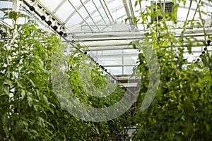 Rows of tomato plants in a modern glass greenhouse. Growing vegetables indoors on raised garden rows.