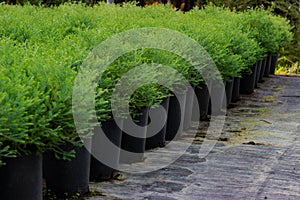 Rows of transport pots with green seedlings occidentalis thuja