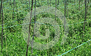 Rows of tree branches support young tomato plants.