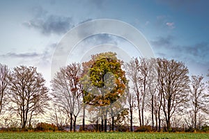 rows of trees with autumn colors in a field with a bright blue and cloudy sky