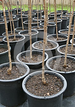 Rows of Trees in Black Pots