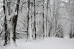 Rows of trees covered with snow in an abandoned alley in winter