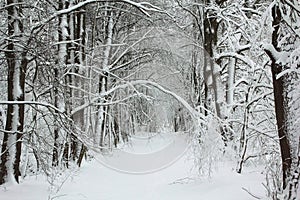 Rows of trees covered with snow in an abandoned alley in winter