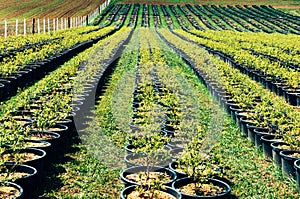 Rows of trees at farm