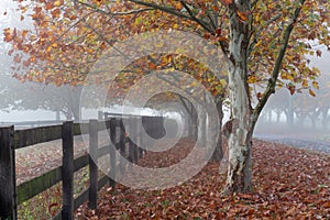 Rows of trees on foggy autumn morning in rural countryside