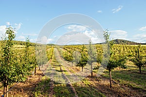 Rows of trees in a fruit orchard.