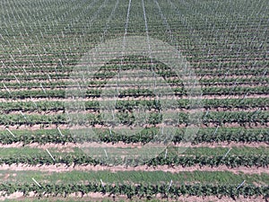 Rows of trees in the garden. Aerophotographing, top view.