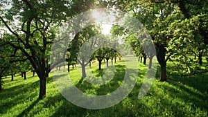 Rows of trees in a green orchard