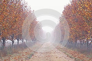 Rows of trees iobscured by a thick autumn fog