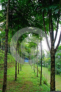 Rows of trees lined up neatly and lushly.