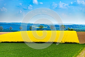 Rows of trees over yellow rape agricultural field