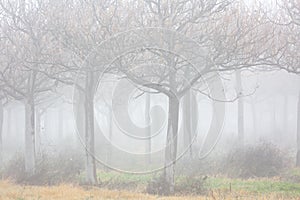 Rows of trees in a very heavy fog