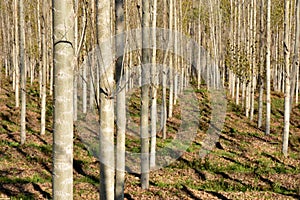 Poplar forest in autumn photo