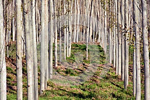 Poplar forest in autumn