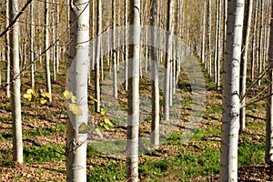 Poplar forest in autumn