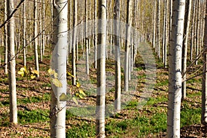 Poplar forest in autumn photo