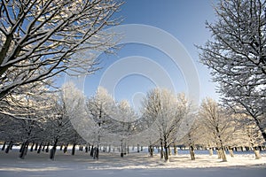 Rows of trees in winter