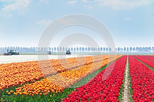 Rows of tulip fields with tractors on background