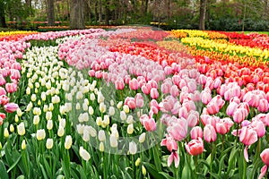 Rows of tulip flowers