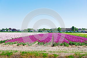 Rows of tulip flowers