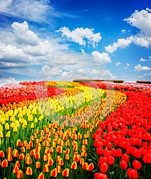 Rows of tulip flowers