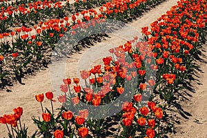 Rows of Tulip flowers blooming in the garden field landscape. Stripped tulips in a row growing in flourish meadow sunny