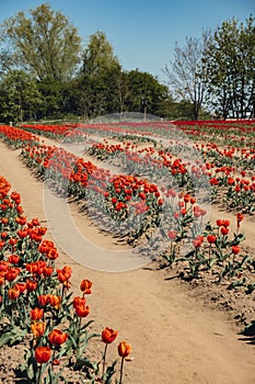 Rows of Tulip flowers blooming in the garden field landscape. Stripped tulips in a row growing in flourish meadow sunny