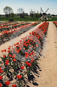 Rows of Tulip flowers blooming in the garden field landscape. Stripped tulips in a row growing in flourish meadow sunny