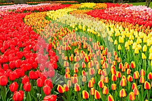 Rows of tulip flowers